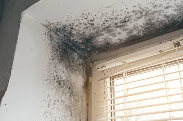 Affordable Mold Inspection And Testing solutions in Montvale, NJ